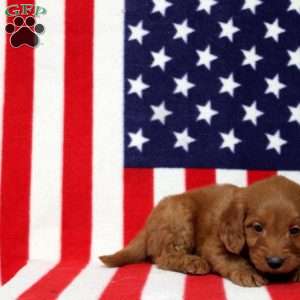 Paxton, Mini Goldendoodle Puppy